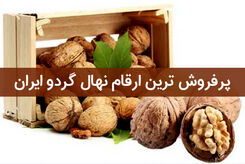 پرفروش ترین ارقام نهال گردو ایران چه ارقامی می باشند