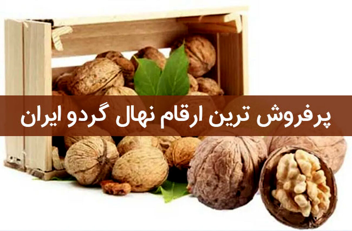 پرفروش ترین ارقام نهال گردو ایران چه ارقامی می باشند