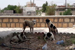 سگهای ولگرد کودک ۸ ساله را خوردند + جزئیات