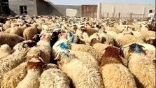 15جایگاه دام زنده در روز عید قربان برای تهرانی ها