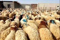 15جایگاه دام زنده در روز عید قربان برای تهرانی ها