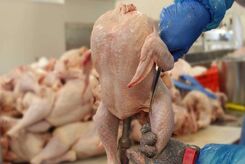 توزیع اینترنتی مرغ و تخم‌مرغ اجرایی می شود