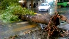 سقوط مرگبار درخت جان یک نفر را گرفت