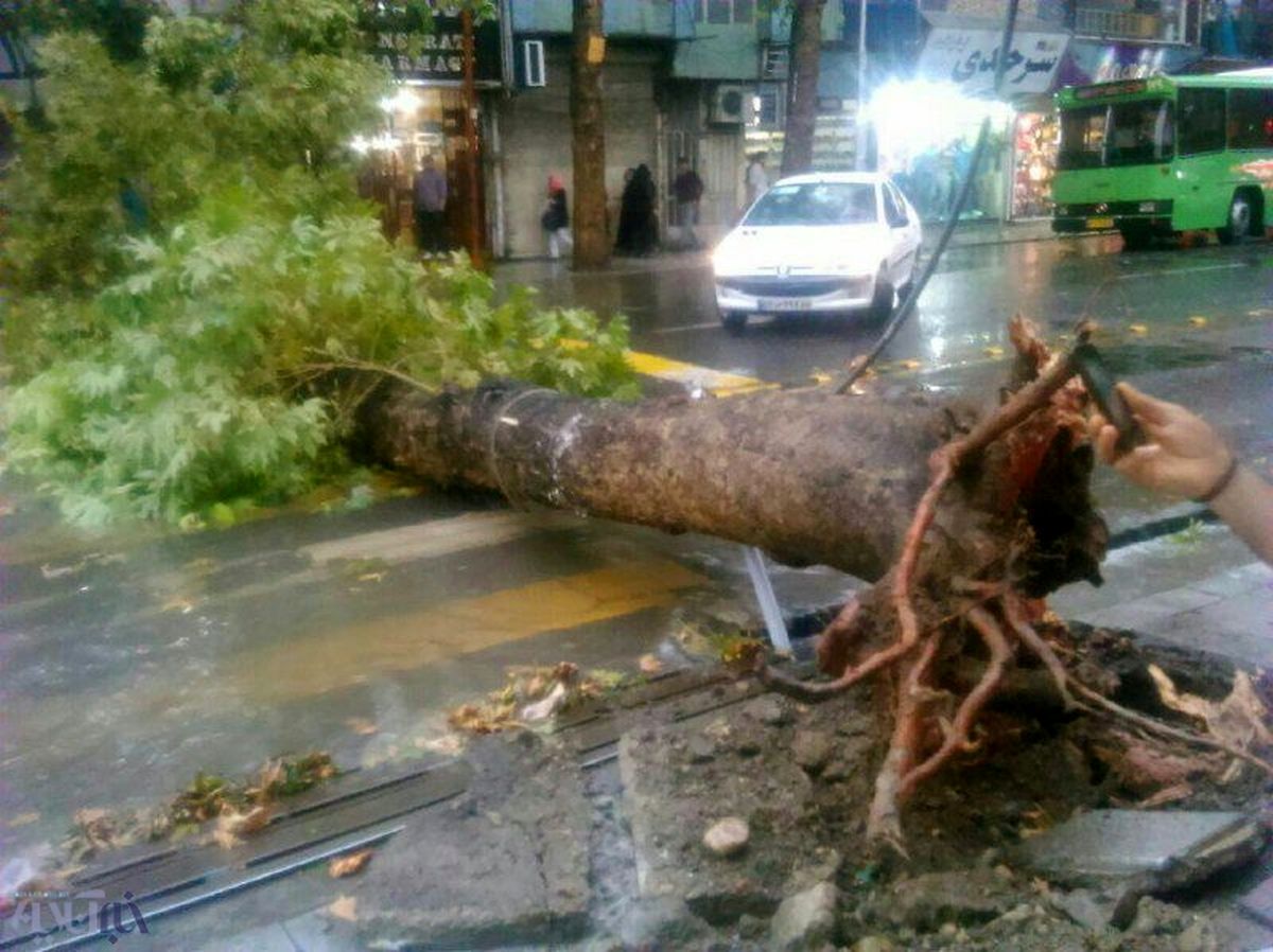 سقوط مرگبار درخت جان یک نفر را گرفت