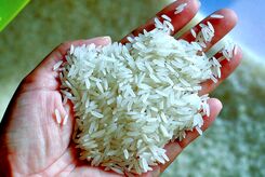 برنج طبیعت هندی است یا ایرانی؟
