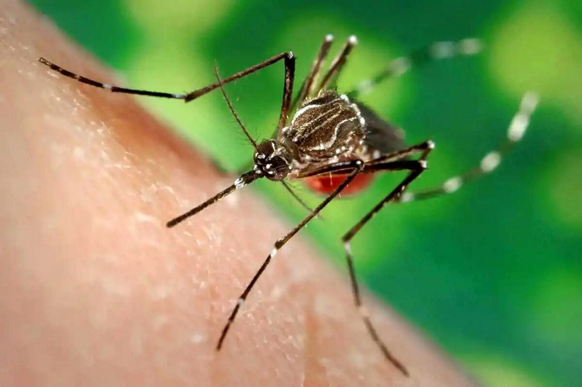 آئدس را بیشتر بشناسیم/ احتمال ابتلای مجدد به تب دانگی وجود دارد