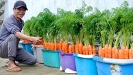روشی بی دردسر و سریع برای پرورش و برداشت هویج در خانه + فیلم