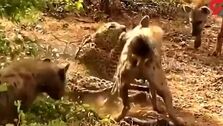 فیلم لحظه شکار پلنگ زخمی توسط کفتارها