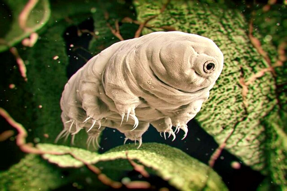 کشف راز بقای سخت‌جان‌ترین موجود زمین بدون آب