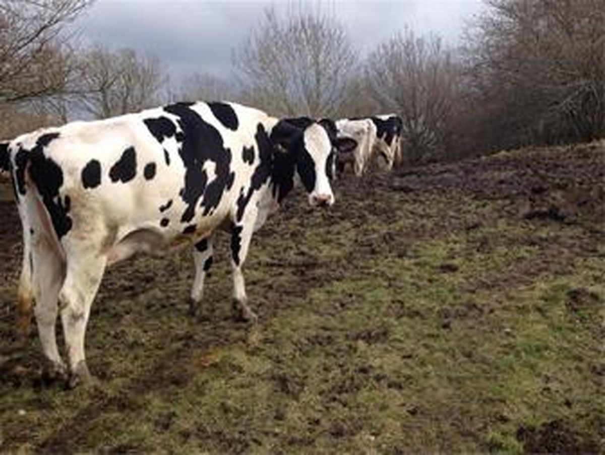 لحظه خودکشی وحشتناک یک گاو از روی پشت بام + فیلم