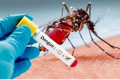 آنچه باید از از پشه آئدس و بیماری تب دنگی بدانیم